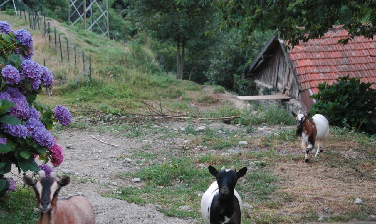 B&B al Turchino e Area Picnic Mele Exterior foto